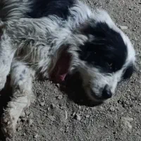 واگذاری سگ قدرجونی نر|سگ|اصفهان, قائمیه|دیوار