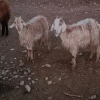 بز بابزغاله پول لازمم