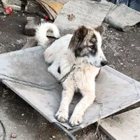 گم شده فوری