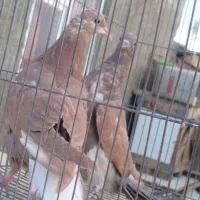 کبوتر دمگیر