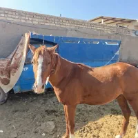 کره اسب دوساله|اسب و تجهیزات اسبسواری|قمرود, |دیوار