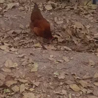 مرغ وفریک های امسال ۴تا سالم