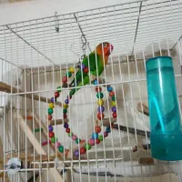کوتوله برزیلی