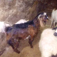 حچه نژادخارجی