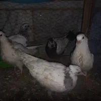 کبوتر