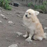 سگ پا کوتاه نر