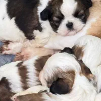 دو توله شیتزوی اصیل و بانمک آماده واگذاری