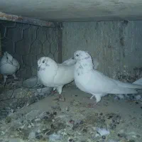 کبوتر ماده پرشی