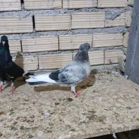 کبوتر|پرنده|بندر ماهشهر, |دیوار