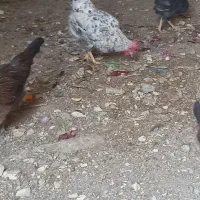 مرغ وخروس عربی در حمیدیه|حیوانات مزرعه|حمیدیه, |دیوار