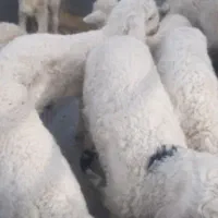 گم شدن چند راس میش زایید از شهرستان جیرفت