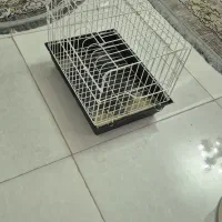 قفس خرگوش و جوندگان