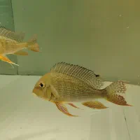 ماهی پرکسیموس