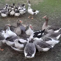 فروش غاز محلی و قو غاز|حیوانات مزرعه|آستانه اشرفیه, |دیوار