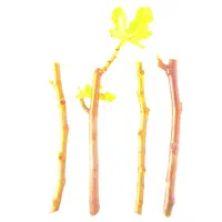 قلمه انجیر صدیک استهبان صادراتی