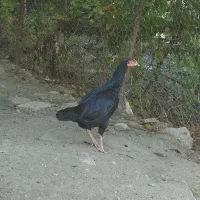 خروس مرغ لاری