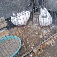 یک جفت کبوتر