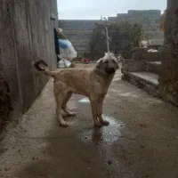 توله سرابی نر|سگ|مراغه, |دیوار