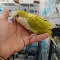 راهب سرلاکی  همه رنگ مجموعه قهرمانی