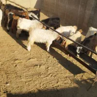 کهره نر چاق|حیوانات مزرعه|شیراز, برمشور علیا|دیوار