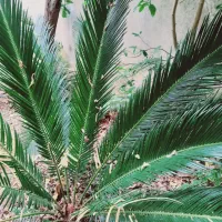 فروش سیکاس ۳۰ ساله