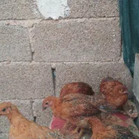 جوجه محلی|حیوانات مزرعه|هندیجان, |دیوار