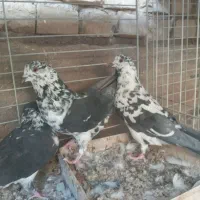 قارنه جون خش