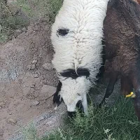 گوشت بره