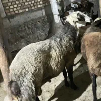 قوچ جوان و کاملا سلامت سرحال، نژاد افشار