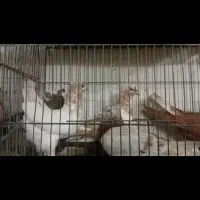 رنگی و دورگ