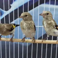 سه عدد جوجه سهره دورگ به شرط نر درشت فیروزکوهی