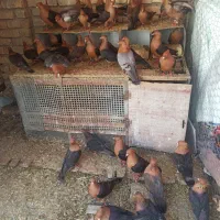 آرشینگل|پرنده|باغ بهادران, |دیوار