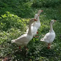 قوغازمیکس|حیوانات مزرعه|رشت, فرودگاه سردار جنگل رشت|دیوار