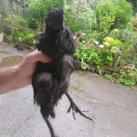 جوجه ایام آسمانی و امروک