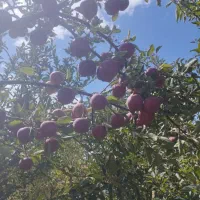 سیب درختی|حراج|قیدار, |دیوار