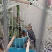 عروس هلندی نر سالم حرف میزنه سوت می زنه