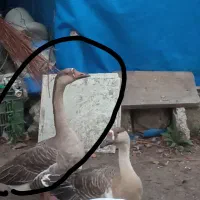 قو غاز دورگ نر