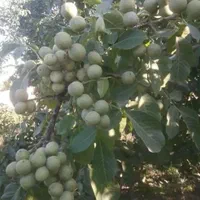 نهال گردوژنوتیپ برتر پیوندی خوشه ای ارسال رایگان