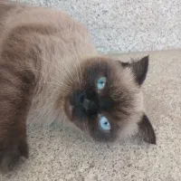 گربه نژاد سیامی اصیل