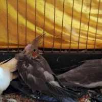 یک جفت عروس هلندی مولد|پرنده|گرمدره, |دیوار