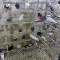 کبوتر فروشی ۱۵۰ طوق|پرنده|کرج, احدآباد|دیوار