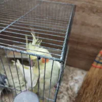 جفت بالغ لوتینودوکت ولوتینو کاردادهباهم وتک|پرنده|قم, پردیسان|دیوار