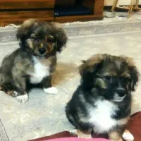 توله پیکنز|سگ|شیراز, غدیر جنوبی|دیوار