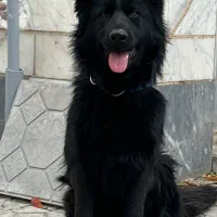 سگ ژرمن مشکی مو بلند|سگ|اردبیل, |دیوار