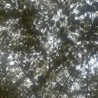 سالن دار رستوران سنتی در روستای جهانی سهیلی