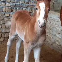 اسب عرب ایرانی باکره
