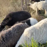 ۵ عدد میش اوستن|حیوانات مزرعه|راین, |دیوار