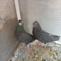 زاغ دم سفید ساده زرد و سیاه قاره مینا|پرنده|مشهد, رده|دیوار