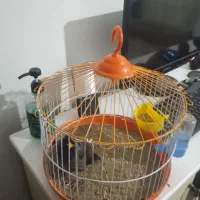 مرغ مینا سخنگو|پرنده|آزادشهر, |دیوار