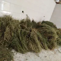 یونجه دست چین خالص|حیوانات مزرعه|مرند, |دیوار